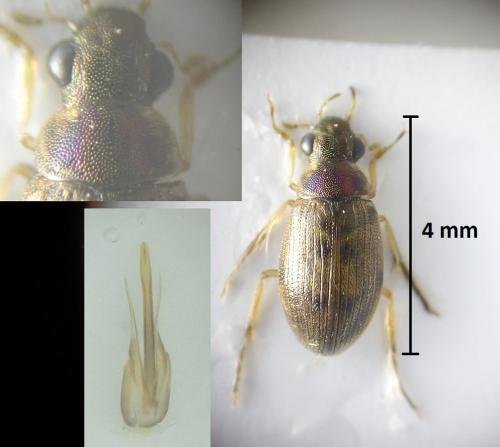 Berosus affinis